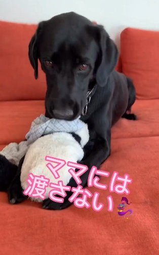 ぬいぐるみを絶対に渡したくないハンナちゃん