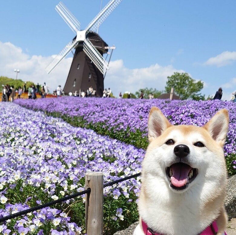 提供：柴犬チャーミーさん