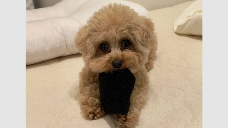 “くつしたどろぼう”となったモカちゃん