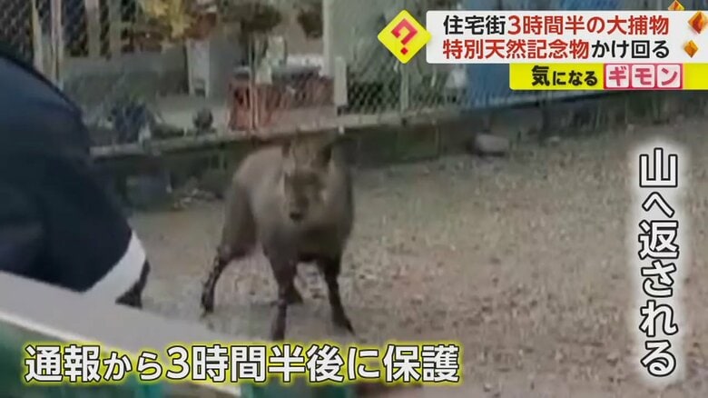 ニホンカモシカは通報から3時間半後、山へ返された