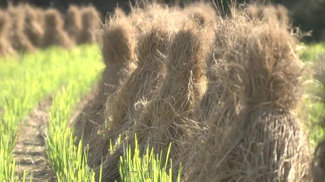 母国との違いも魅力に