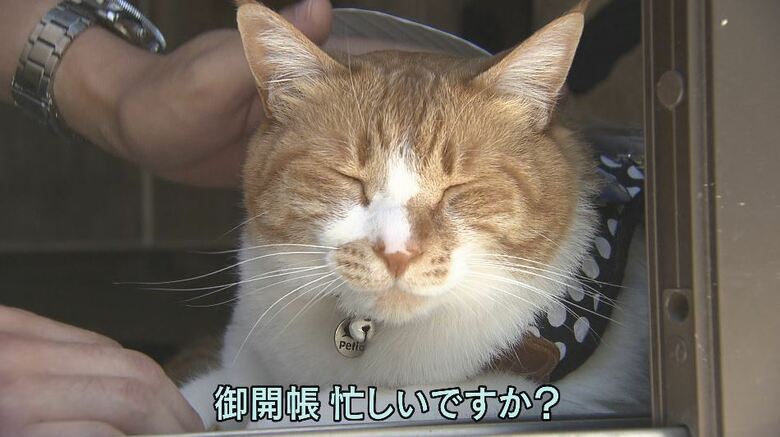 「ねこ店長」とらちゃん（推定7歳・オス）は人懐っこい性格