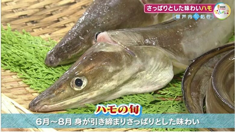 ハモの旬は主に６月から８月