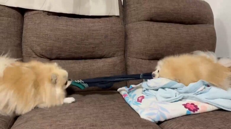 提供：愉快な3姉妹ポメラニアンさん