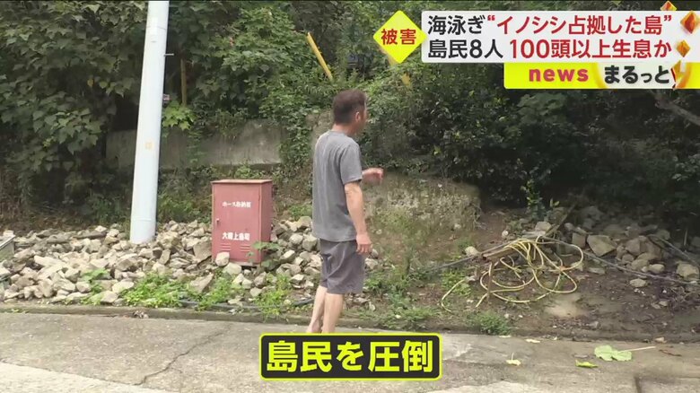 画面右奥、石垣がイノシシによって崩されてしまったのだという