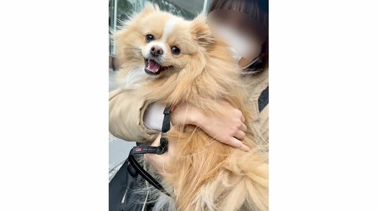 第一希望の飼い主さんに抱っこされている時のピカルディくん