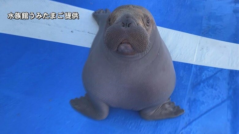 すくすくと成長する「いちこ」