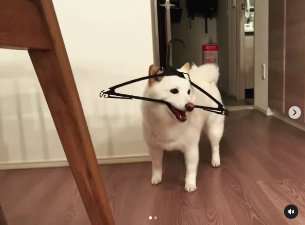 提供：ラッキーさん