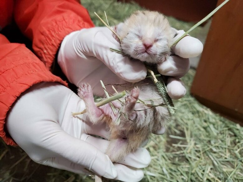 スナネコの赤ちゃん　撮影日2022年２月5日（画像提供：那須どうぶつ王国）