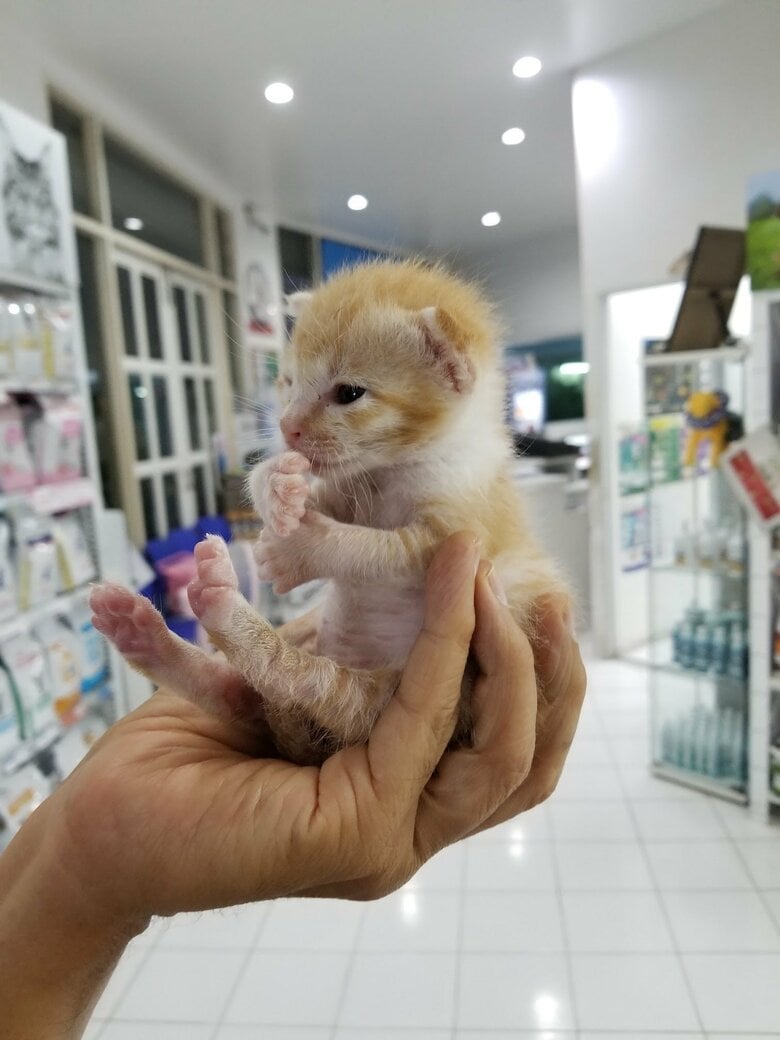 手のひらに乗るくらい小さかった