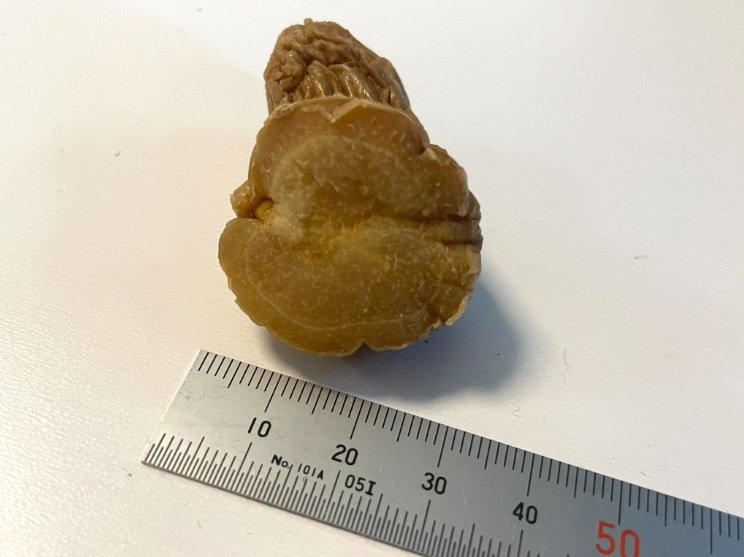 断面はまさにしょうが！