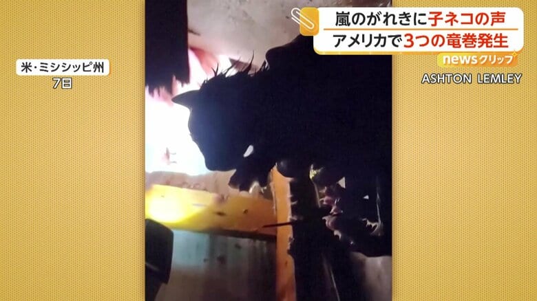 救出された子ネコにけがはなかった