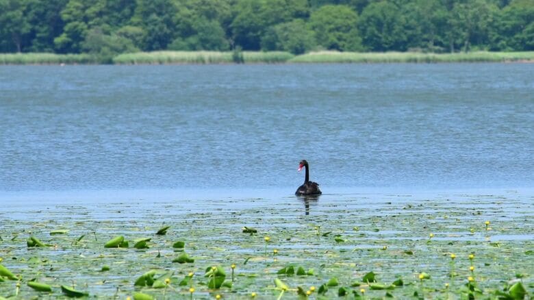 湖面に浮かぶブラックスワン