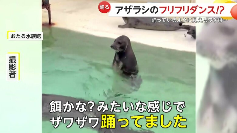 ｢餌かな？みたいな感じでザワザワ踊ってました」とアザラシの動きに心を奪われたという撮影者