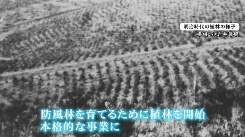 明治時代の植林の様子（提供：小岩井農場）