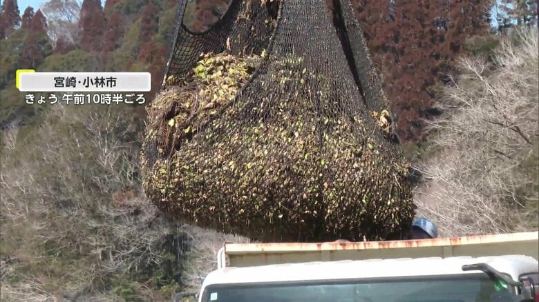 水面を覆い尽くす“迷惑植物”の除去作業（25日午前10時半ごろ、宮崎・小林市の野尻湖）