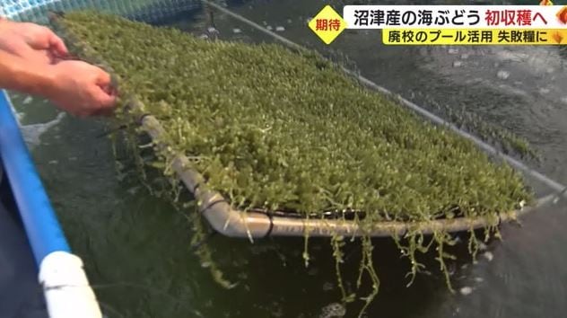 2回目は生育が順調