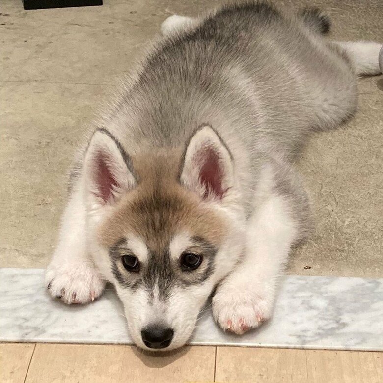 子犬時代のみぞれちゃん
