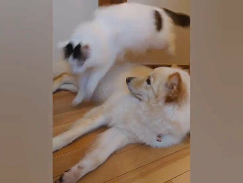 体の上をジャンプされ、思わずみてしまう