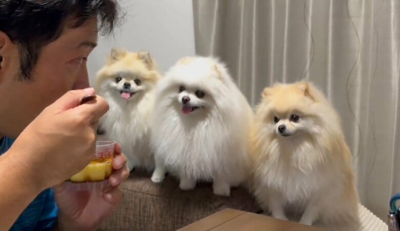 パパのプリンにくぎ付け