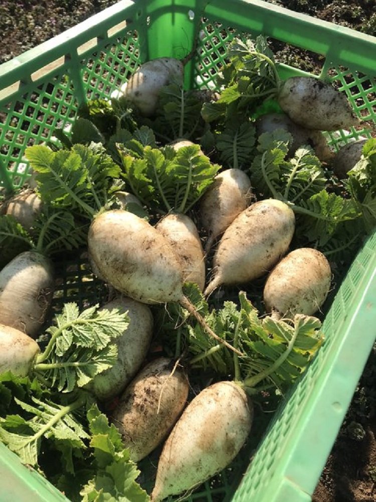 （画像提供：しゅん・あぐり たまこさん）