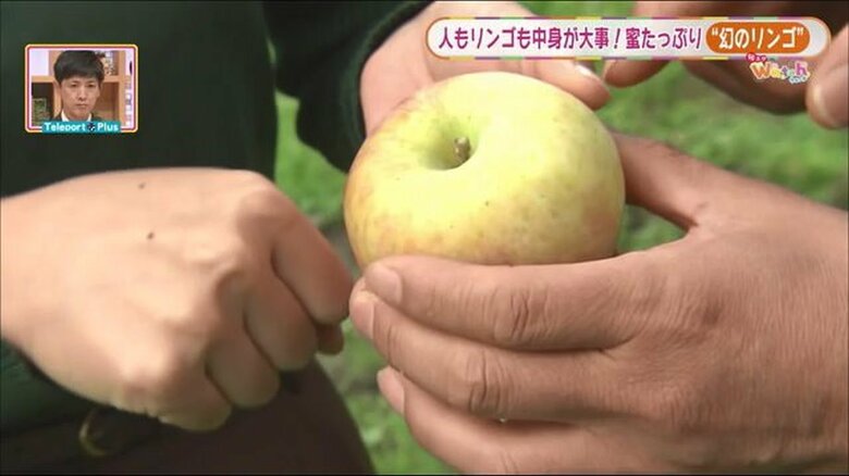 握り拳より小さい「サン蜜こうとく」