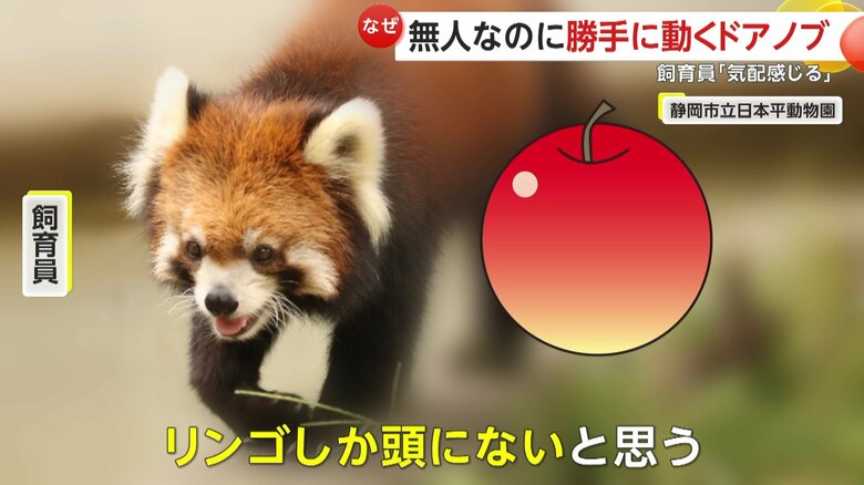 飼育員よりも、大好きなリンゴで頭がいっぱいのニコちゃん