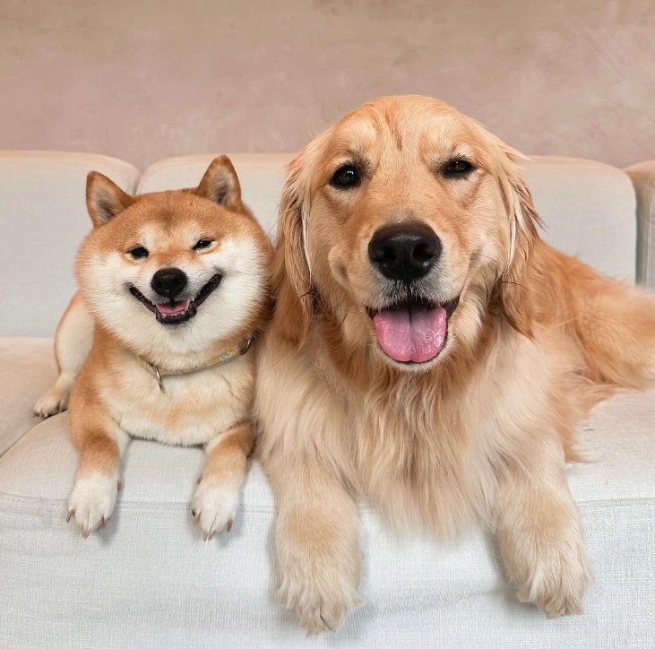提供：豆柴うに&ゴールデンレトリバーおからさん
