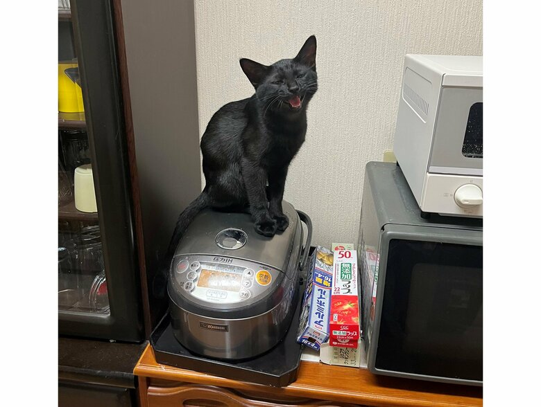 食事制限に不満そうな表情（提供：サラミさん）