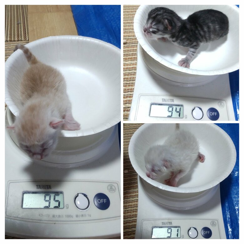 きょうだいが生まれてまもないころの体重