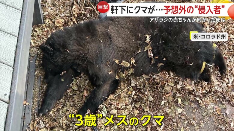 捕獲された3歳のメスのクマ（CPW SE Region）