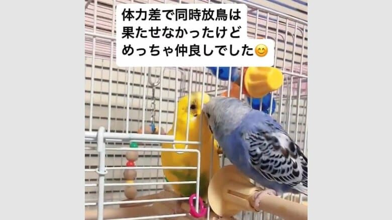 仲が良く、ケージ越しで話していたという