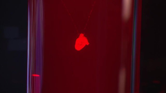 iPS細胞から作られたiPS心臓