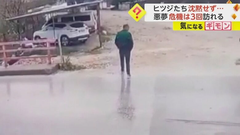 道路を横断中の男性に突然ヒツジが体当たりする瞬間①