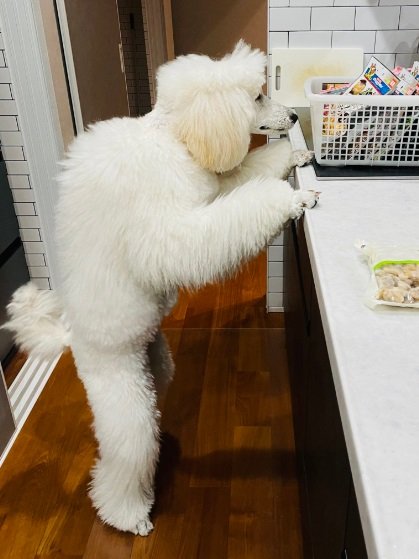 別の日にもオヤツボックスを見つめるベルちゃん