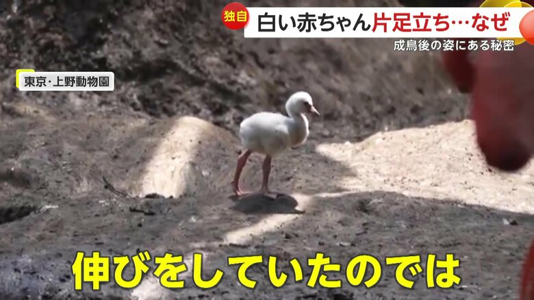 狭山市立智光山公園こども動物園によると、片足立ちの練習ではなく伸びをしていたのではないかという
