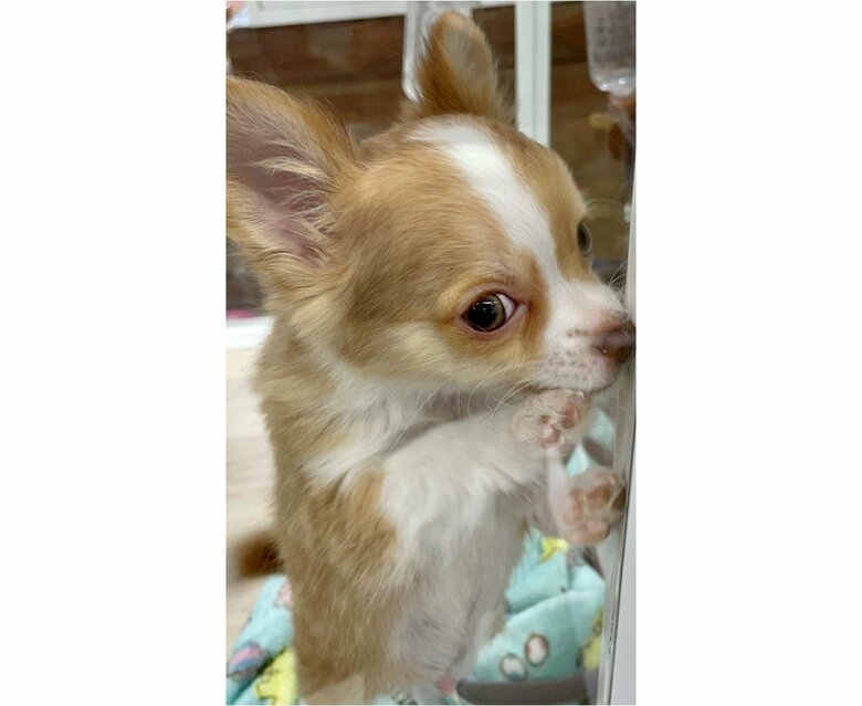 ふくくん（提供：ふくのすけさん）