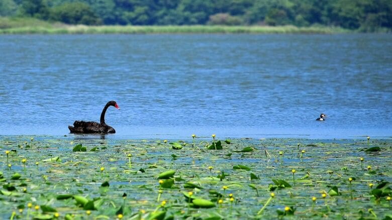 専門家は静かに見守るよう呼びかけ