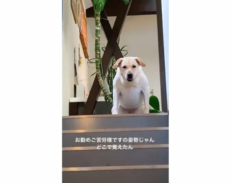 （提供：ラブラドール ルナさん）