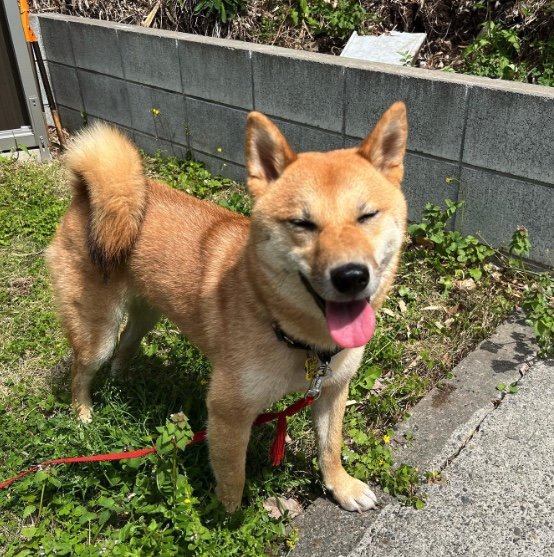 提供：柴犬まるやん日記さん