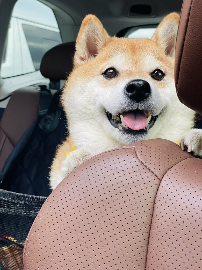 画像提供：柴犬ハナさん