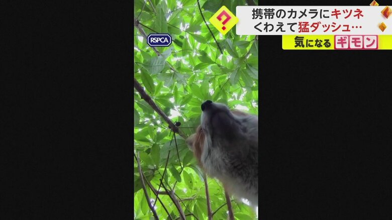 あるキツネを撮影する目的で置いた携帯電話を別のキツネがくわえてダッシュする一部始終
