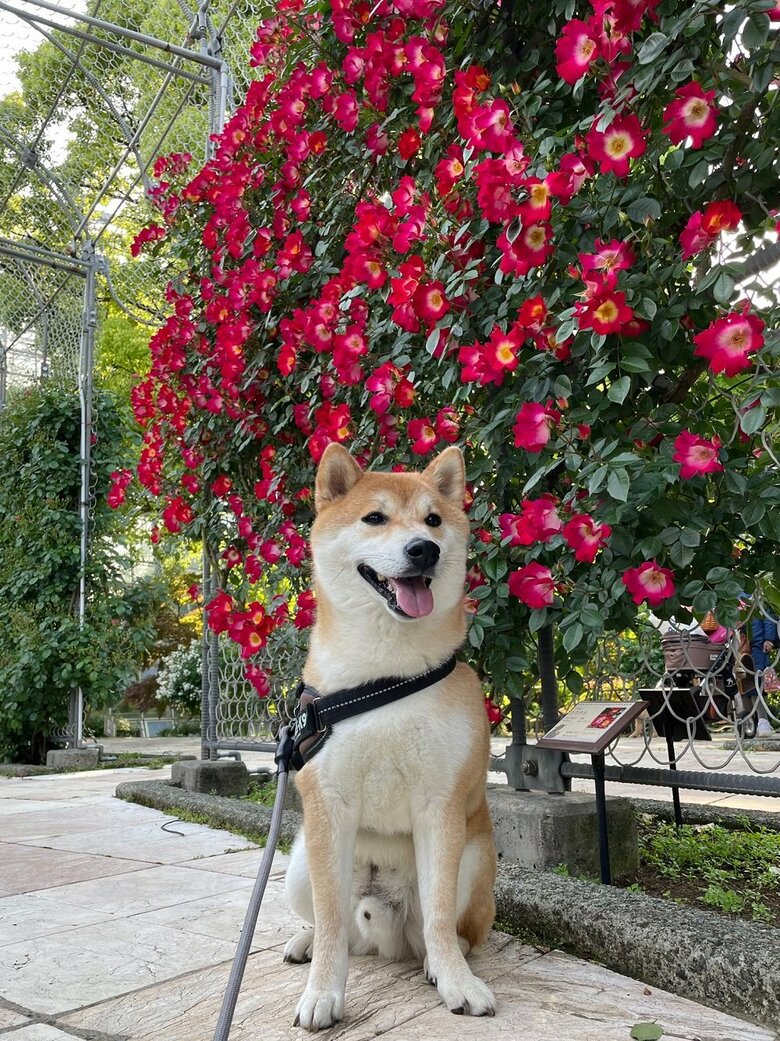 花の前でポーズ