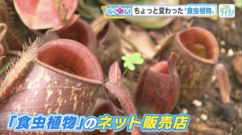 ツボ型の袋に虫を取り込むウツボカズラ