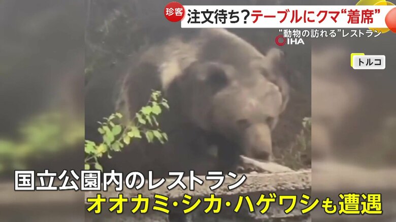 オオカミやシカ、ハゲワシといった野生動物に遭遇しやすいレストラン