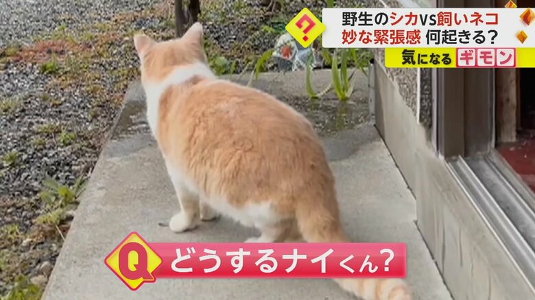 野生のシカが気になる様子が撮影された岩手県飼い猫、ナイくん
