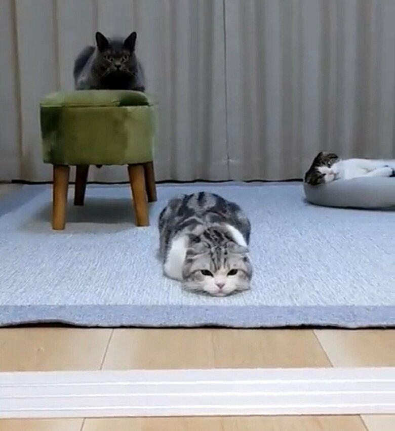 頭は動かすことなく、腰を震わせている