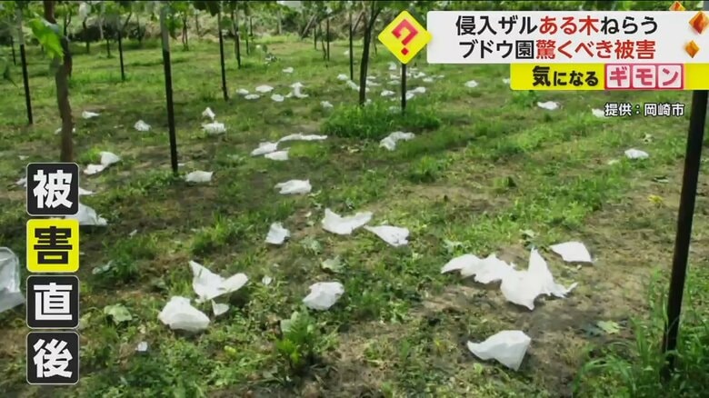 被害直後のブドウ園。ブドウにかぶせてあった白い袋が落ちている