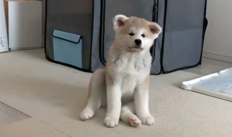 幸ちゃん