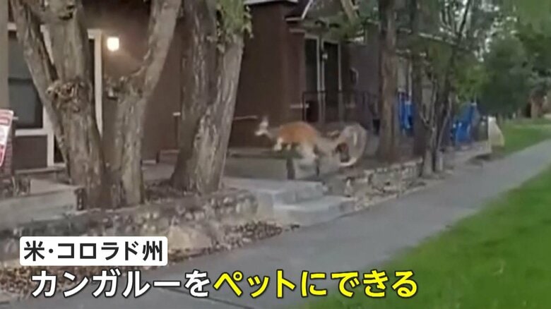 コロラド州ではカンガルーをペットとして飼うことが認められている